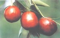 水果營養價值與藥用――紅棗