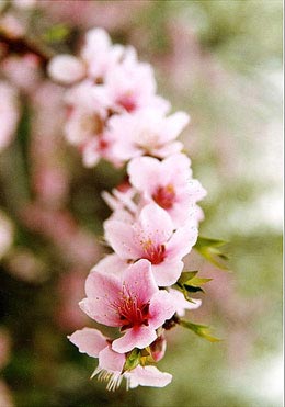 花卉