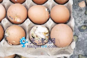 毛蛋水蛋營養高？衛生部門：沒啥營養　可能傳病